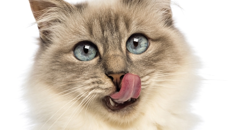 Katze mit blauen Augen schleckt sich das Maul